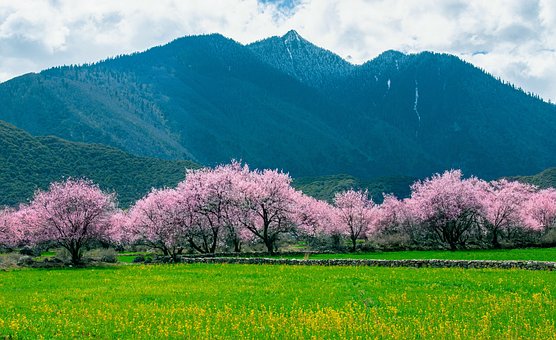 【西藏最桃花】布达拉宫/鲁朗林海/索松桃花村/雅鲁藏布江大峡谷/苯日神山/羊卓雍措...单卧单飞9日游